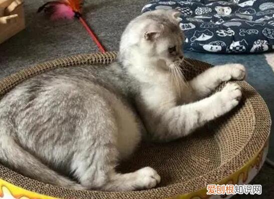 猫咪死后灵魂去哪了 ，猫咪死了灵魂会去哪里？