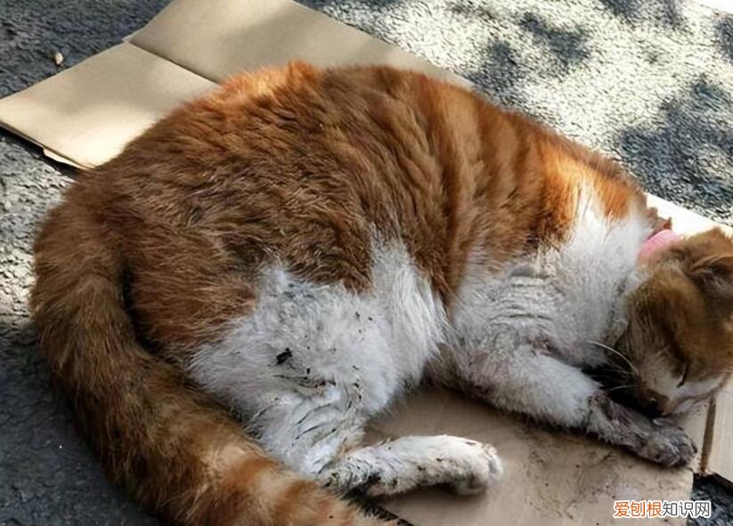 猫咪死后嘴巴张着,眼睛睁着什么意思 ，猫咪死后嘴巴张着,眼睛睁着身体柔软？