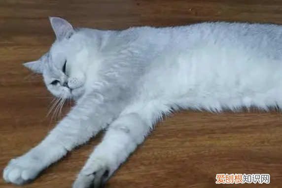 猫咪突然抽搐然后一动不动 ，猫突然抽搐是怎么回事？