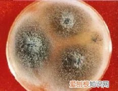 真菌的主要类群及其特点? ，真菌包括哪些生物？