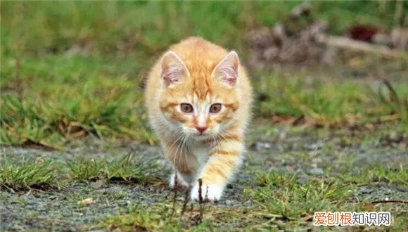 猫太热了怎么降温 ，猫咪热到了会有什么症状？