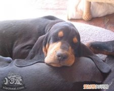 黑褐猎浣熊犬怎么训练定点如厕，定点大小便训练方法，训练幼犬定点大小便