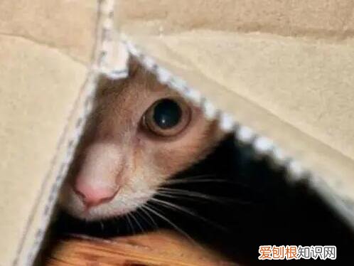 猫咪很胆小怎么办 ,猫咪太胆小是病吗??