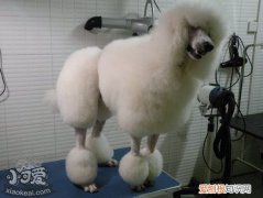 巨型贵宾犬怎么训练，巨型贵宾犬训练视频教程，巨型贵宾犬的视频