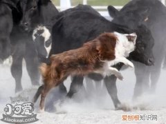 怎么训练澳大利亚牧牛犬用餐习惯，澳洲牧牛犬吃什么