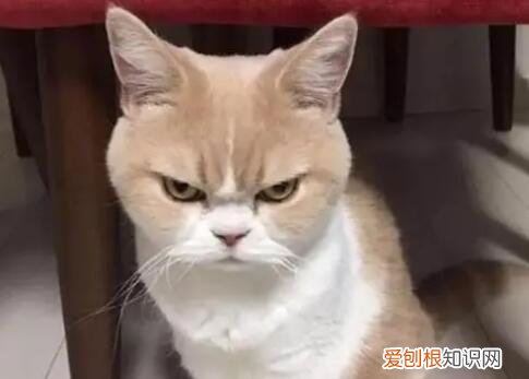 猫不敢看人的眼睛是为什么 ，猫不敢看人的眼睛怎么办？