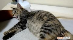 母猫生产助产 ，猫生小猫后让摸肚子？