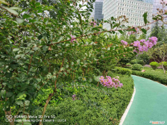 全紫色叶子的植物叫什么，紫色的植物？