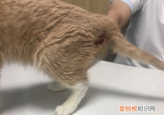 小猫漏屎能自愈吗 ，猫咪脱肛初期图片？