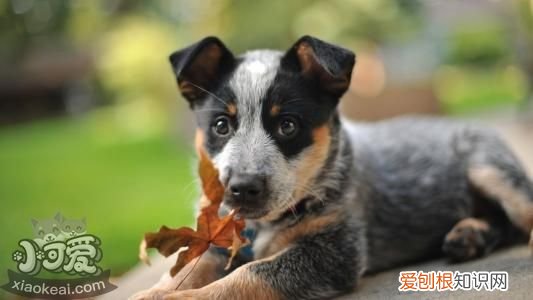 澳大利亚牧牛犬不扑人训练方法，澳大利亚牧牛犬不扑人训练方法视频