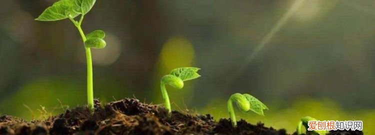 人们保护土壤的行为有哪些 ,对于保护土壤我们可以做什么?