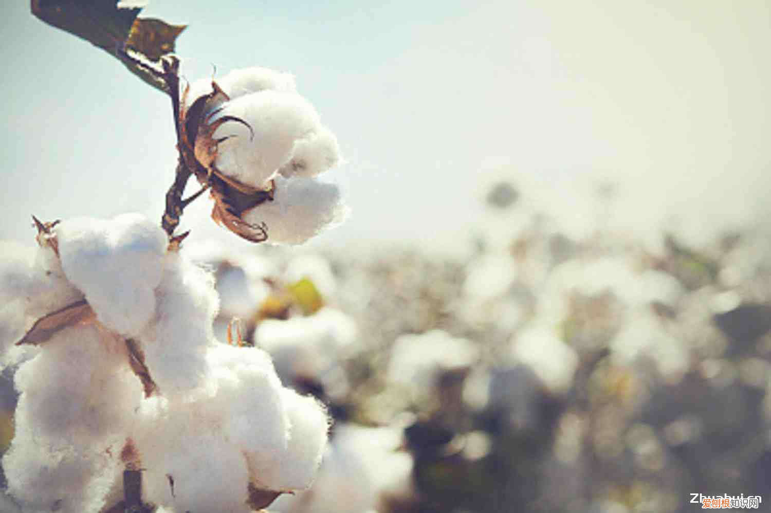 世界上最好的棉花产地，棉花产地？