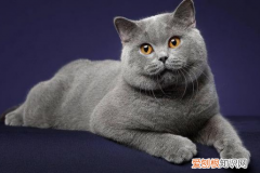 养什么猫好 适合家养 ，养猫最忌讳的一个生肖？