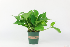 不需要阳光的室内植物大型，不需要阳光的室内植物？