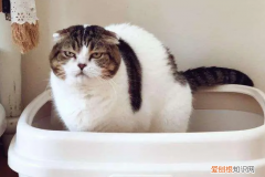 猫尿血死的几率大吗 ，母猫尿血吃什么药见效？