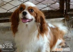 骑士查理王小猎犬最佳训练时间介绍，骑士查理王小猎犬寿命