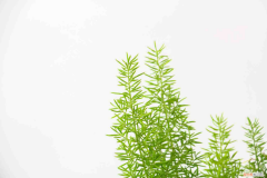 最耐阴的室内植物有哪些，最耐阴的十大室内植物？