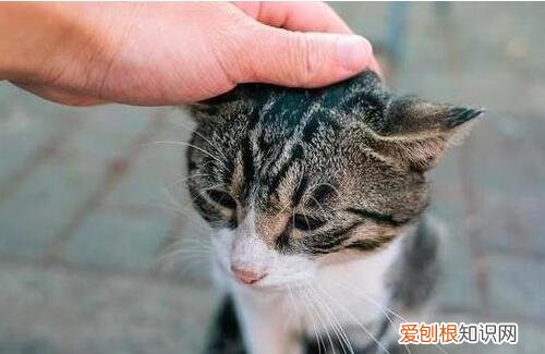 猫咪安慰人的动作 ,猫咪认主的5大征兆?