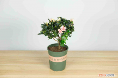 林芝适合养什么花,市花和市树是什么花，林芝适合养什么花，市花和市树是什么？