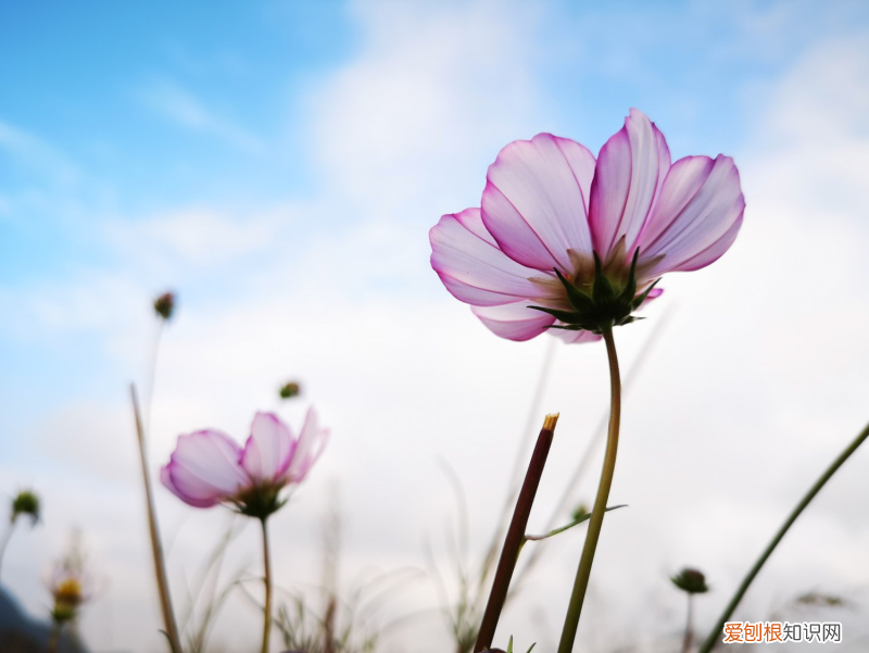 南方山上野花图片大全，山南适合养什么花，市花和市树是什么？