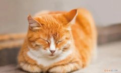 猫咪名字萌萌哒 ，猫咪的名字可爱的？