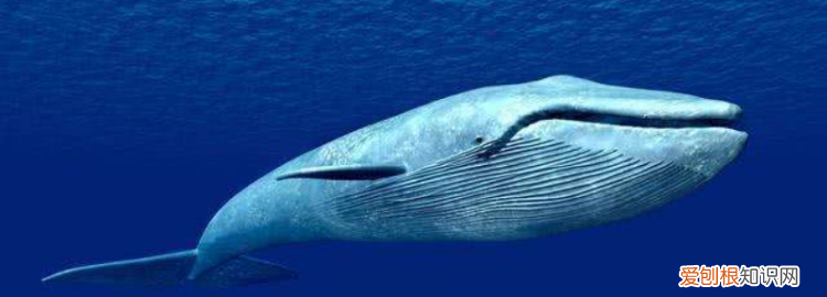 关于保护蓝鲸的广告语 ，关于保护蓝鲸的海报？