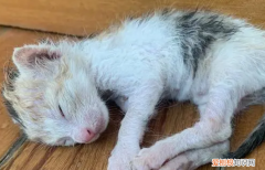 刚出生的小猫身上湿需不需要吹干 ，刚出生的小猫很脏怎么办？