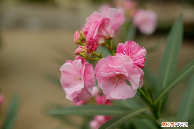 佛山有什么赏花的地方，佛山适合养什么花，市花和市树是什么？