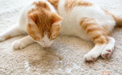 为什么猫猫到处拉尿不埋屎 ，为什么猫猫到处拉尿不让摸？