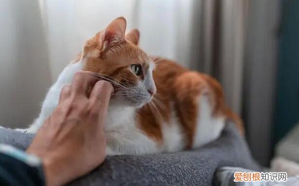 猫的心理状态怎么写 ，猫咪的心理？