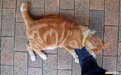 猫咪为什么喜欢抱腿咬人的脚 ，猫咪为什么喜欢抱腿咬人手？