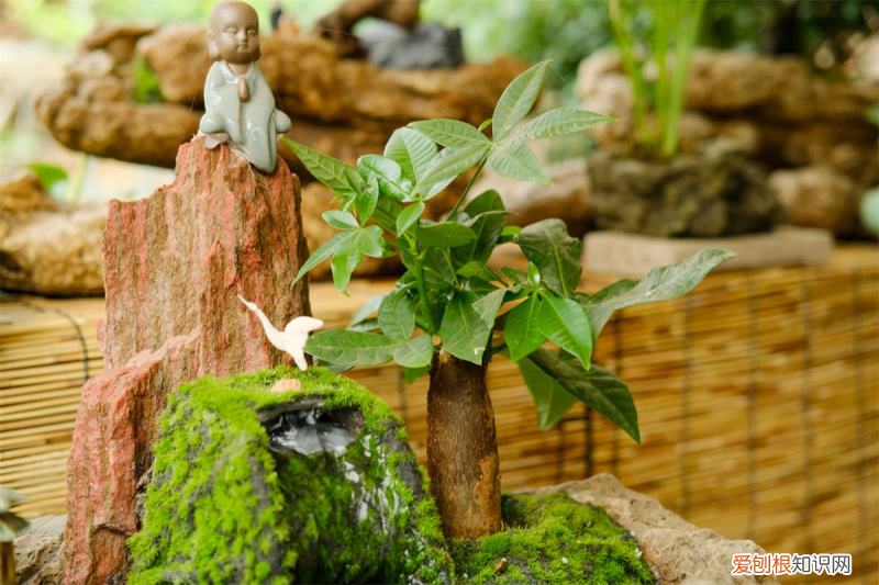 打台球对颈椎有好处吗,锡林郭勒盟适合养什么花,市花和市树是什么?