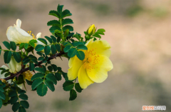 打台球对颈椎有好处吗，锡林郭勒盟适合养什么花，市花和市树是什么？