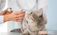 给猫打疫苗总共要多少钱一针 ，给猫打疫苗总共要多少钱一次？