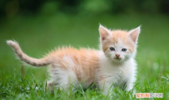 猫的尾巴能拽吗? ，猫咪的尾巴可以拽吗？