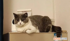 猫咪喜欢温柔的人吗 ，猫咪喜欢凉的地方还是热的地方？