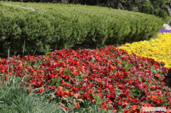 那曲适合长期生活吗，那曲适合养什么花，市花和市树是什么？