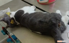 母猫超声刀绝育和普通绝育 ，公猫激光绝育手术？