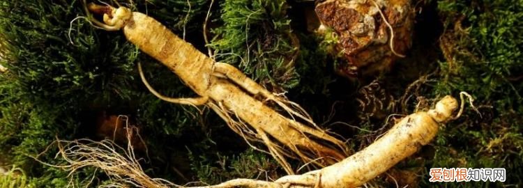 高丽人参怎么保存最好 ，高丽人参怎么保存时间长？