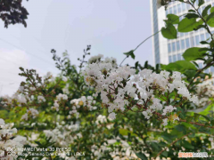 适合盐城种植的花卉品种，盐城适合养什么花，市花和市树是什么？