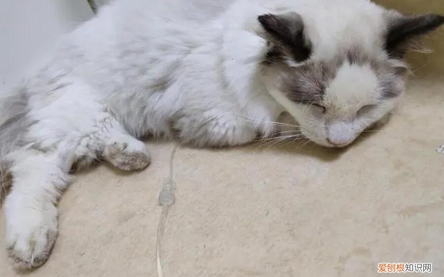 猫瘟会吐血水吗图片大全 ,猫瘟会吐血水吗图片真实?