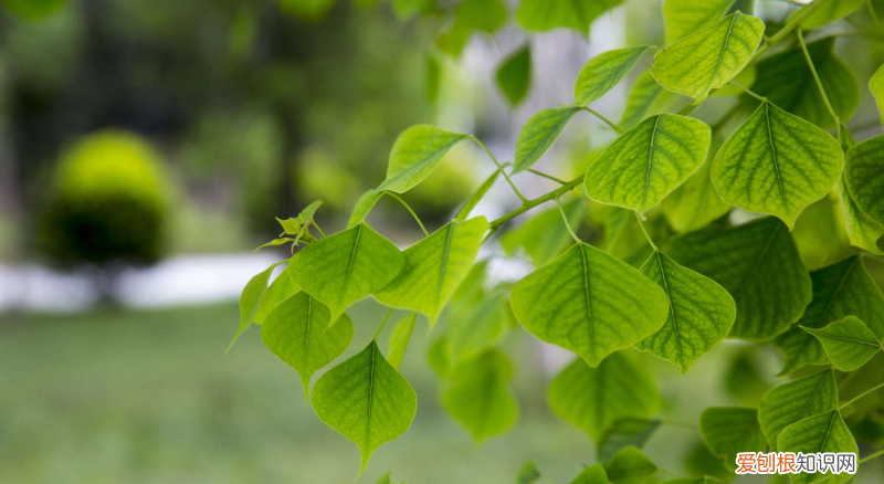 西双版纳州花是什么花，西双版纳适合养什么花，市花和市树是什么？
