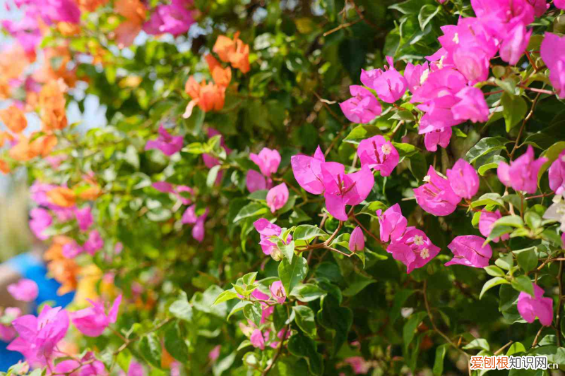 惠州古树名木,惠州适合养什么花,市花和市树是什么?