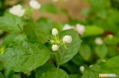 惠州古树名木，惠州适合养什么花，市花和市树是什么？