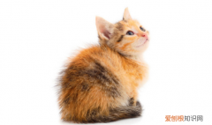 猫咪抽搐四肢乱蹬过一会好了 ，猫抽搐吐白沫过一会又跟没事一样？