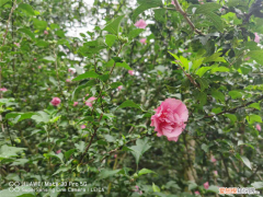 盘锦看花的地方在哪里，盘锦适合养什么花，市花和市树是什么？