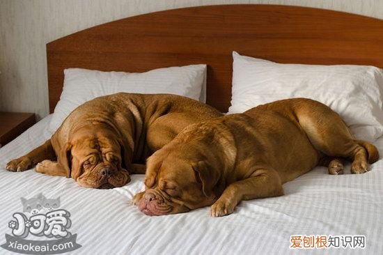 马士提夫犬趴下怎么训练，马士提夫獒犬卧倒训练教程，马犬卧倒的训练方法