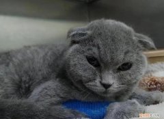 猫瘟要死的前兆 ，猫瘟好转的10个征兆？