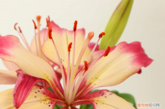 铁岭市里有什么好地方，铁岭适合养什么花，市花和市树是什么？