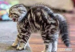 公猫竖着尾巴根部抖动 ，公猫竖着尾巴根部抖动但是没尿？